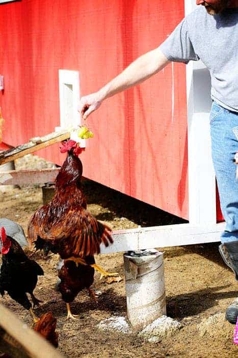 Chickens Eating Grapes