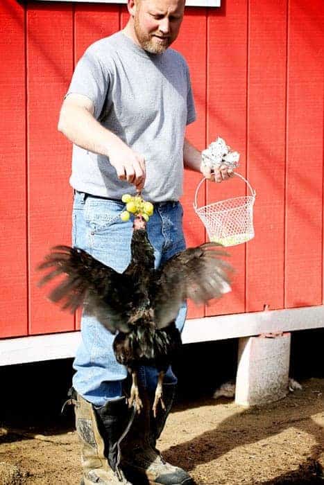 Chickens Eating Grapes