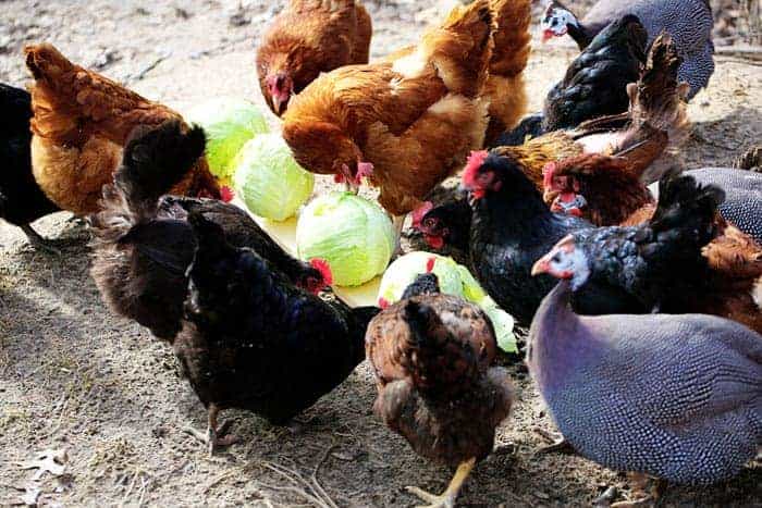 Chickens Eating Cabbage