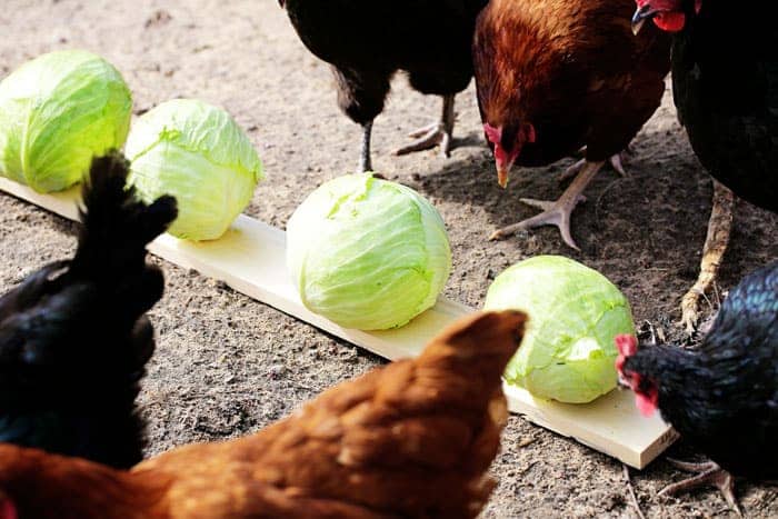 Chickens Eating Cabbage