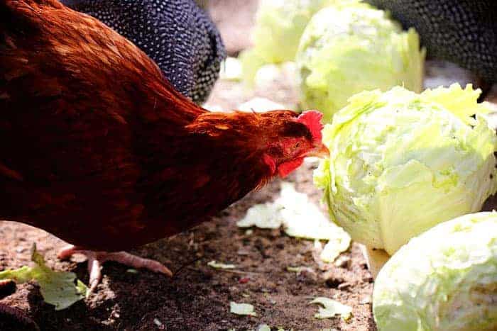 Chickens Eating Cabbage