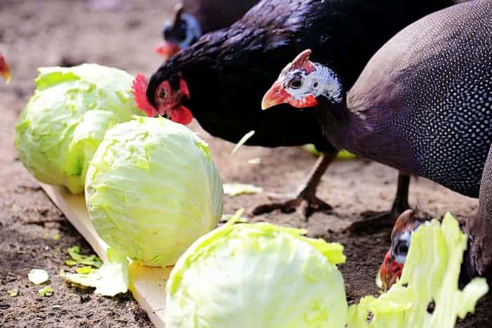 Guineas Eating Cabbage