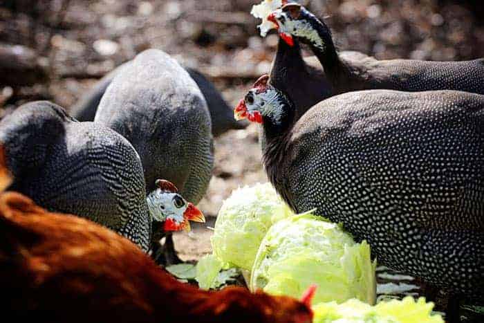 Guineas Eating Cabbage