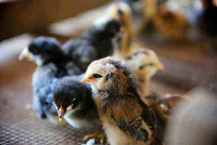 chicks