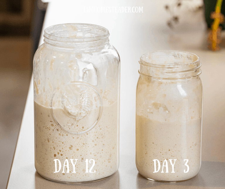 {EASY!} Sourdough Starter I Am Homesteader